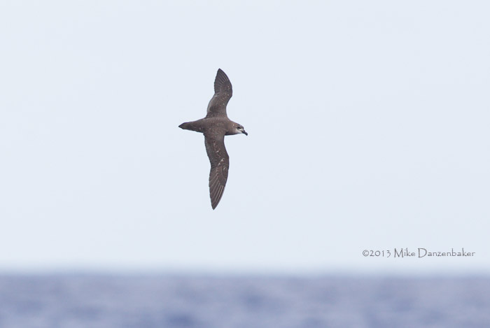 Unidentified Petrel (Pterodroma incerta) photo