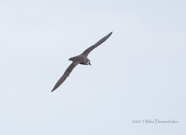 Unidentified Petrel (Pterodroma incerta) photo