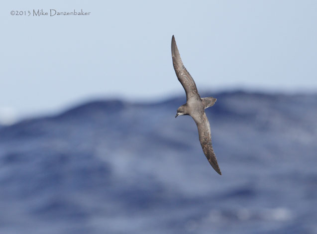 Unidentified Petrel (Pterodroma incerta) photo