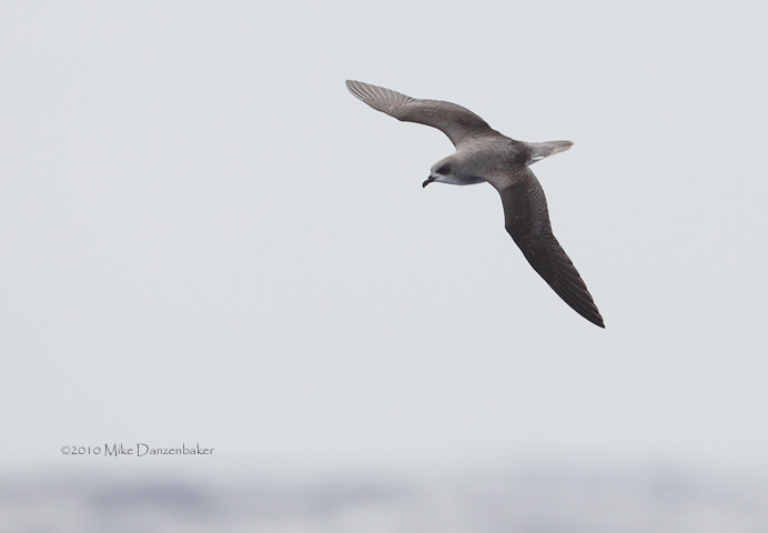 Zino's Petrel (Pterodroma madeira) photo