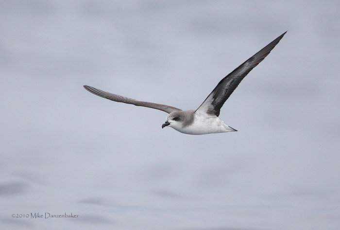 Zino's Petrel (Pterodroma madeira) photo