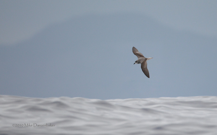 Zino's Petrel (Pterodroma madeira) photo