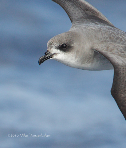 Zino's Petrel (Pterodroma madeira) photo