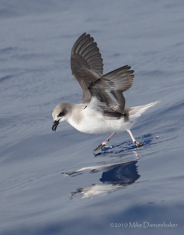 Zino's Petrel (Pterodroma madeira) photo