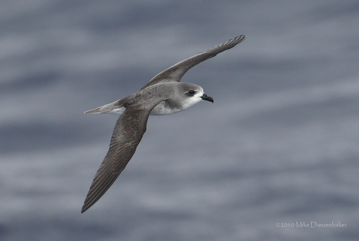 Zino's Petrel (Pterodroma madeira) photo