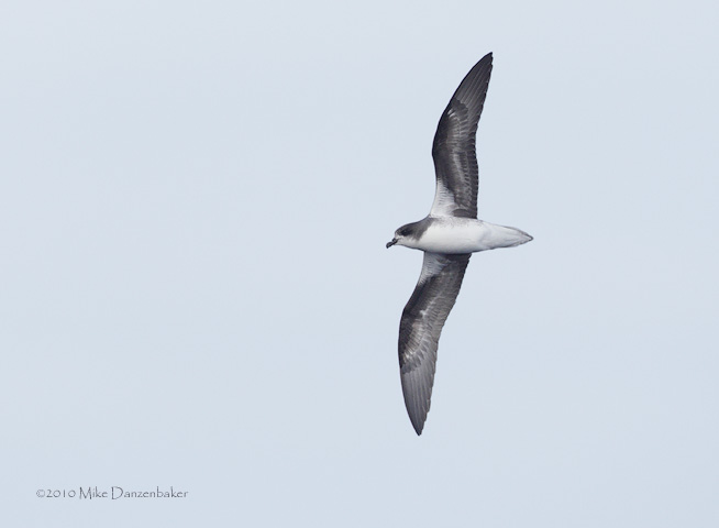 Zino's Petrel (Pterodroma madeira) photo