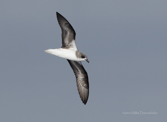 Zino's Petrel (Pterodroma madeira) photo