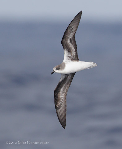 Zino's Petrel (Pterodroma madeira) photo