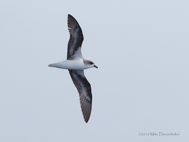 Zino's Petrel (Pterodroma madeira) photo