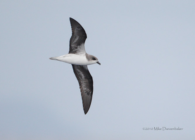 Zino's Petrel (Pterodroma madeira) photo
