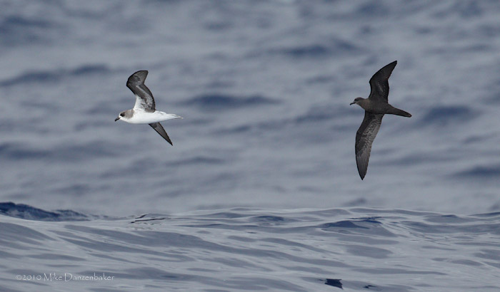 Zino's Petrel (Pterodroma madeira) photo