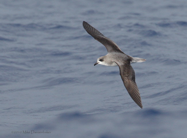 Zino's Petrel (Pterodroma madeira) photo