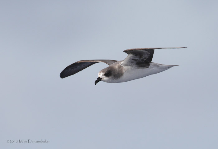 Zino's Petrel (Pterodroma madeira) photo