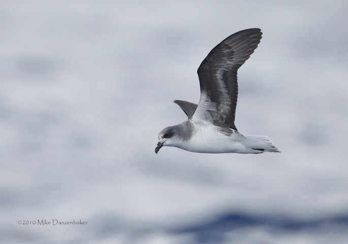 Zino's Petrel (Pterodroma madeira) photo