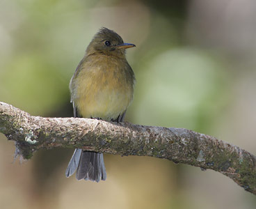Ochraceous Pewee (Contopus ochraceus) photo