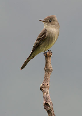 Tropical Pewee (Contopus cinereus) photo