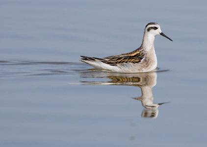 Red-necked Phalarope (Phalaropus lobatus) photo