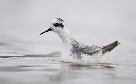 Red-necked Phalarope (Phalaropus lobatus) photo