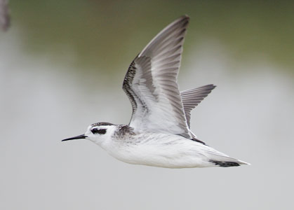 Red-necked Phalarope (Phalaropus lobatus) photo