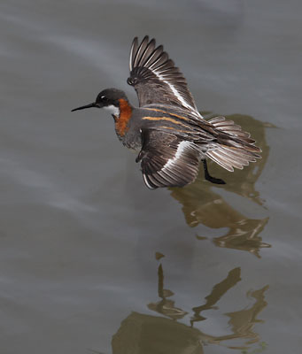 Red-necked Phalarope (Phalaropus lobatus) photo