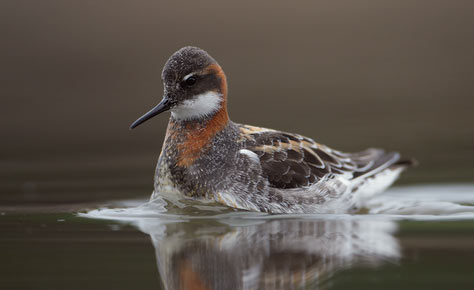 Red-necked Phalarope (Phalaropus lobatus) photo