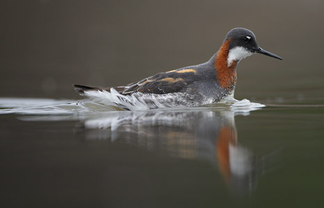 Red-necked Phalarope (Phalaropus lobatus) photo