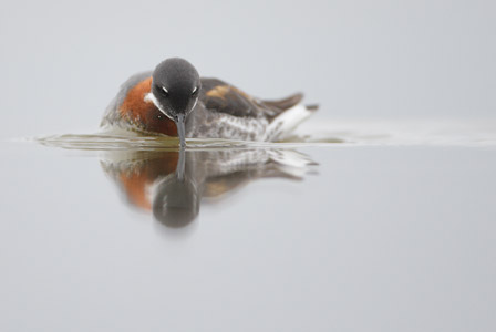Red-necked Phalarope (Phalaropus lobatus) photo