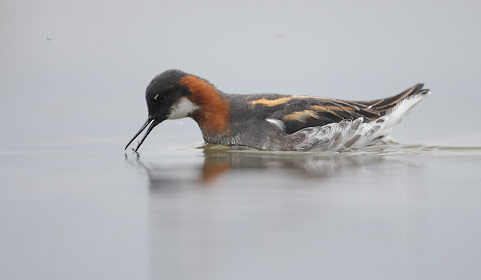 Red-necked Phalarope (Phalaropus lobatus) photo