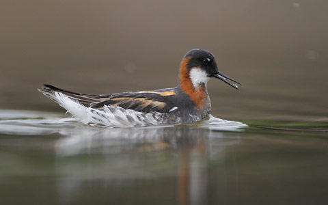 Red-necked Phalarope (Phalaropus lobatus) photo