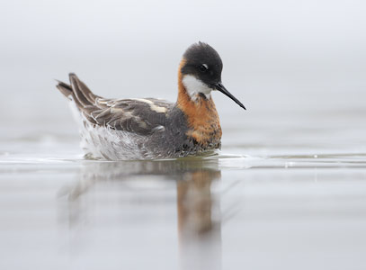 Red-necked Phalarope (Phalaropus lobatus) photo
