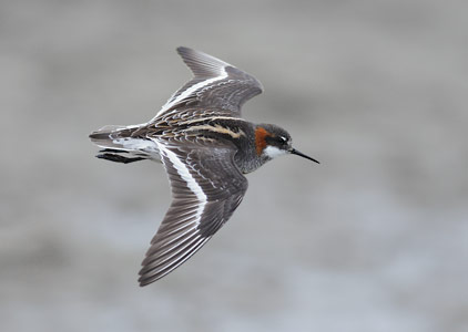 Red-necked Phalarope (Phalaropus lobatus) photo