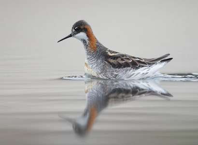 Red-necked Phalarope (Phalaropus lobatus) photo