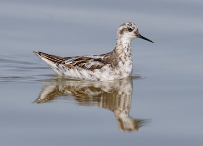 Red-necked Phalarope (Phalaropus lobatus) photo