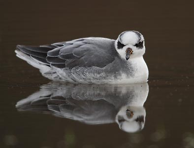 Red Phalarope (Phalaropus fulicaria) photo