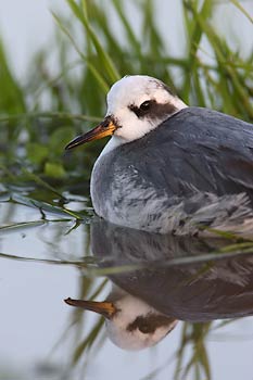 Red Phalarope (Phalaropus fulicaria) photo