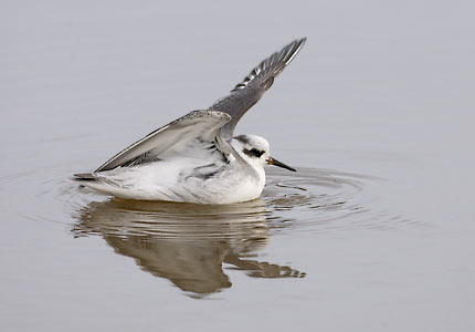 Red Phalarope (Phalaropus fulicaria) photo