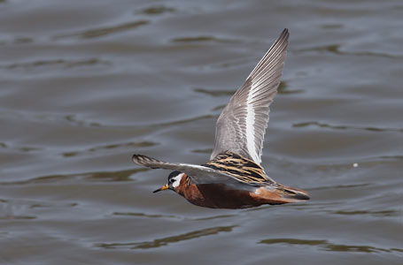 Red Phalarope (Phalaropus fulicaria) photo