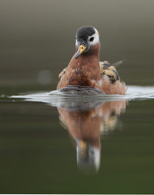 Red Phalarope (Phalaropus fulicaria) photo