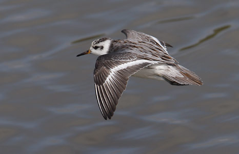 Red Phalarope (Phalaropus fulicaria) photo