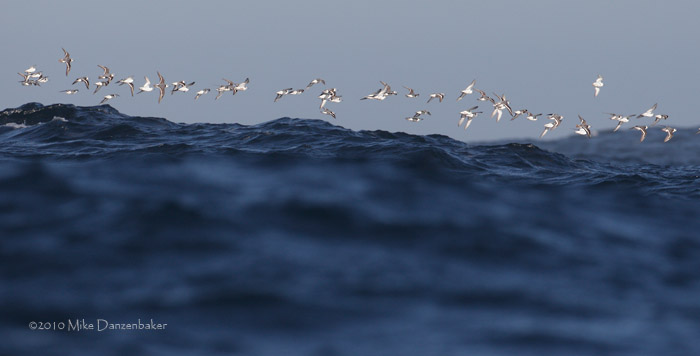 Red Phalarope (Phalaropus fulicaria) photo