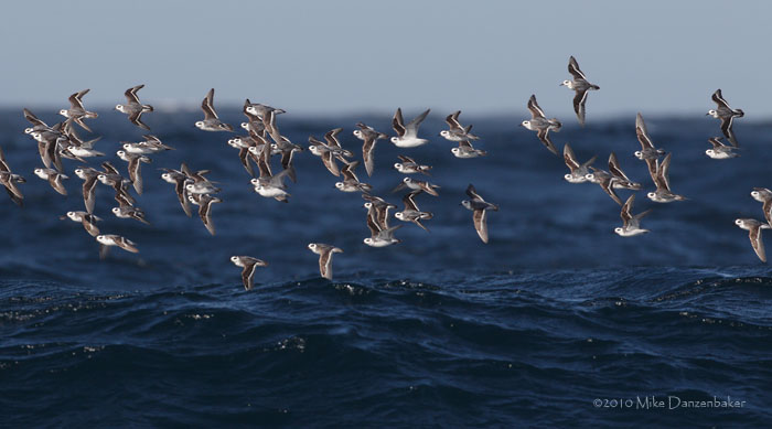 Red Phalarope (Phalaropus fulicaria) photo