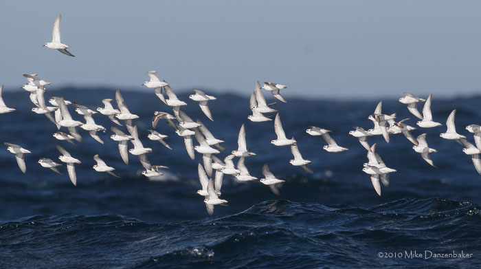 Red Phalarope (Phalaropus fulicaria) photo