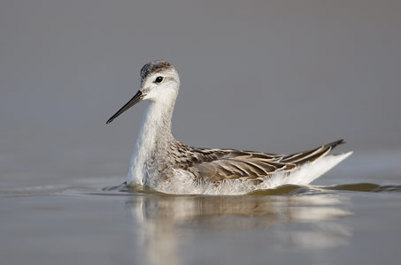 Wilson's Phalarope (Phalaropus tricolor) photo