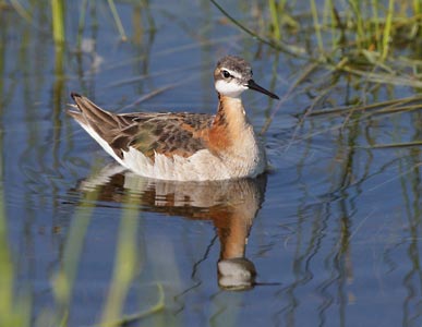 Wilson's Phalarope (Phalaropus tricolor) photo