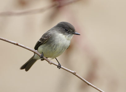 Eastern Phoebe (Sayornis phoebe) photo