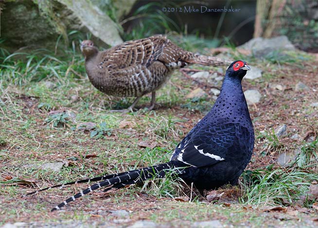 Mikado Pheasant (Syrmaticus mikado) photo