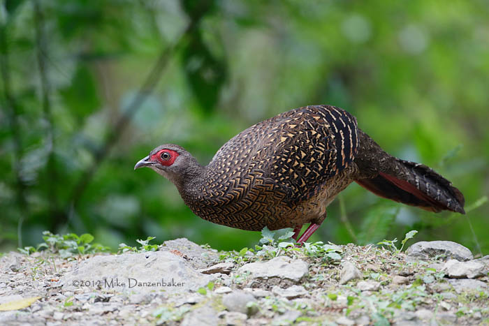 Swinhoe's Pheasant (Lophura swinhoii) photo