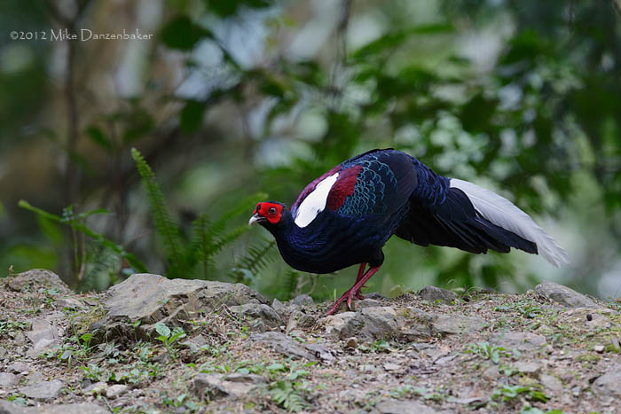 Swinhoe's Pheasant (Lophura swinhoii) photo