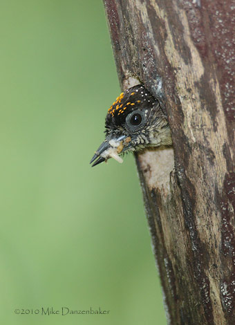 Olivaceous Piculet (Picumnus olivaceus) photo