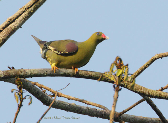 African Green Pigeon (Treron calvus) photo